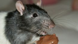 Rodents Damage Cars By Chewing Electrical Connections: Tips On How To Avoid Costly Repairs